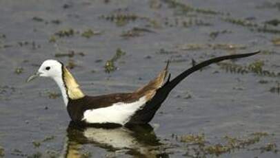 Jacana à longue queue