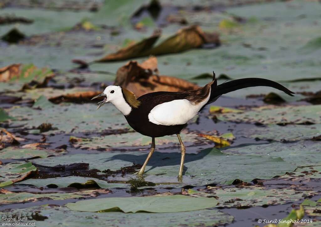 Jacana à longue queueadulte nuptial, chant, Comportement