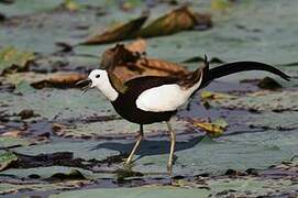 Jacana à longue queue