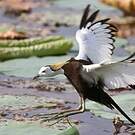 Jacana à longue queue