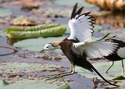 Pheasant-tailed Jacana