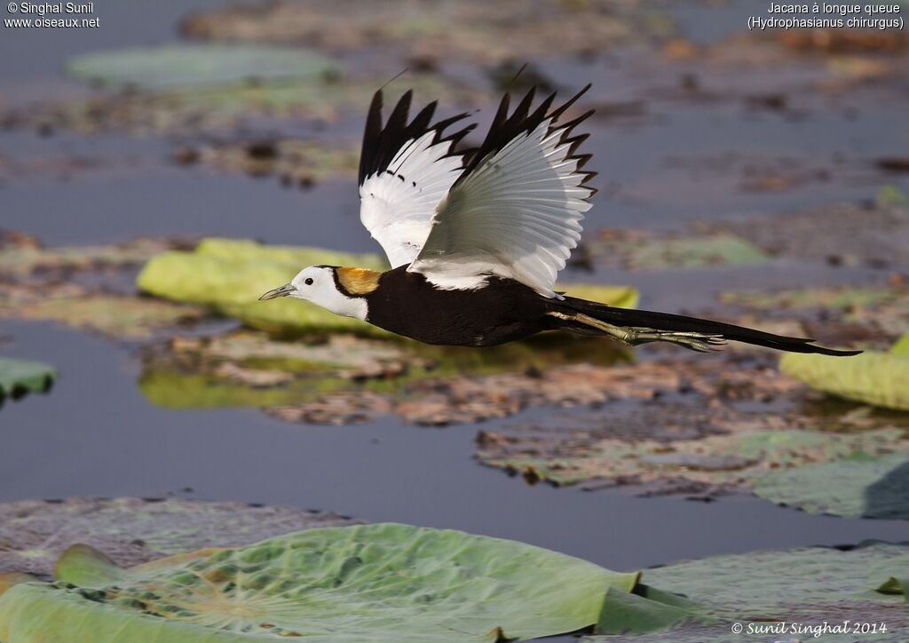 Pheasant-tailed Jacanaadult, identification, Reproduction-nesting