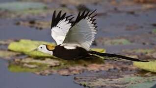 Pheasant-tailed Jacana