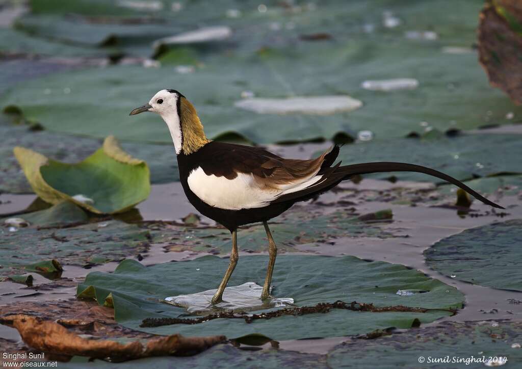 Pheasant-tailed Jacanaadult, identification