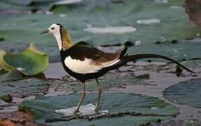 Jacana à longue queue