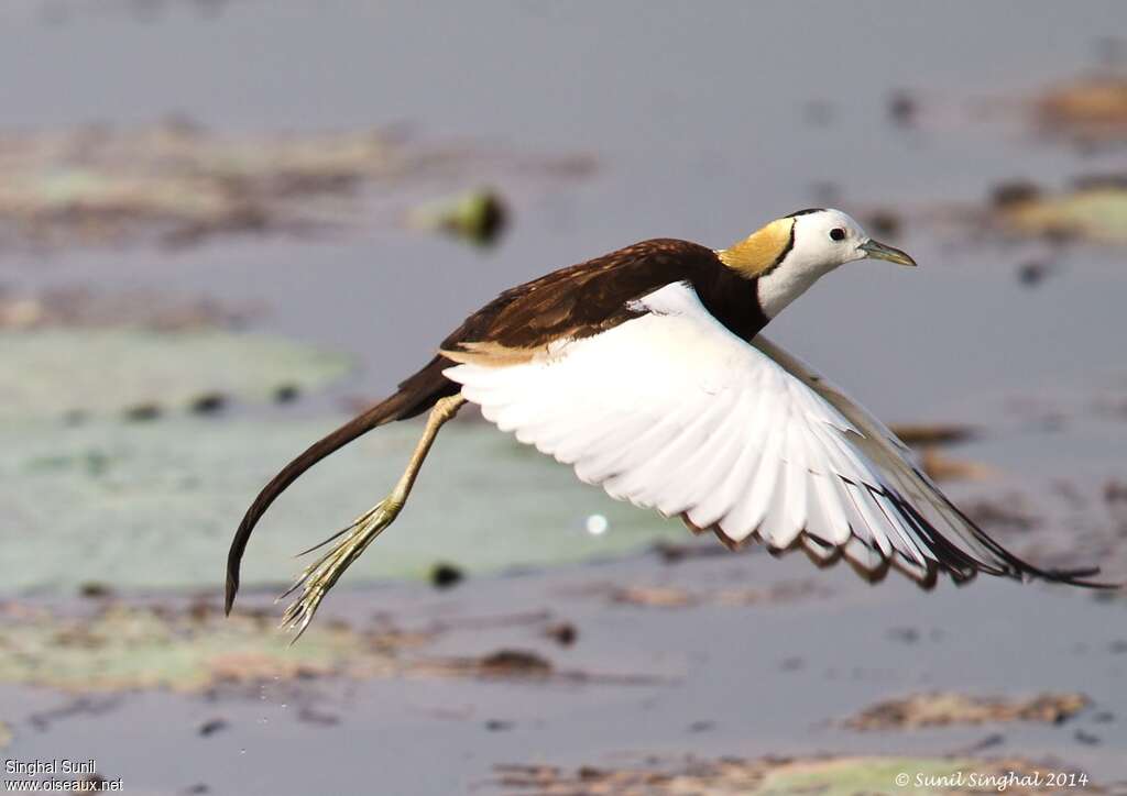 Jacana à longue queueadulte, Vol