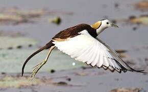 Jacana à longue queue