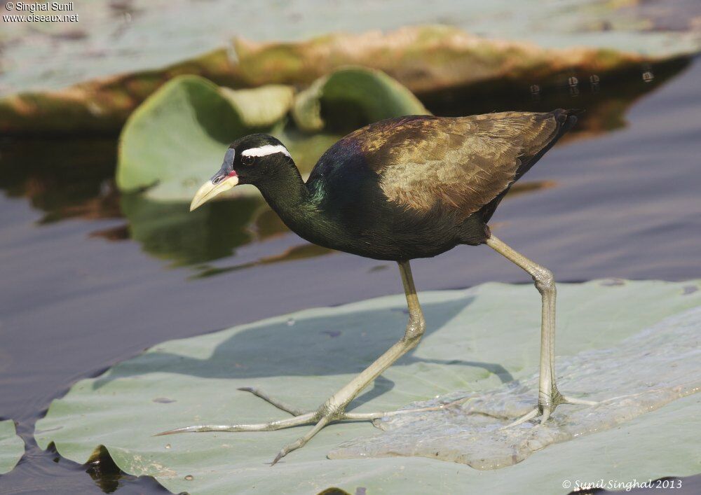 Bronze-winged Jacanaadult, identification