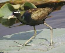 Bronze-winged Jacana