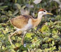 Jacana bronzé