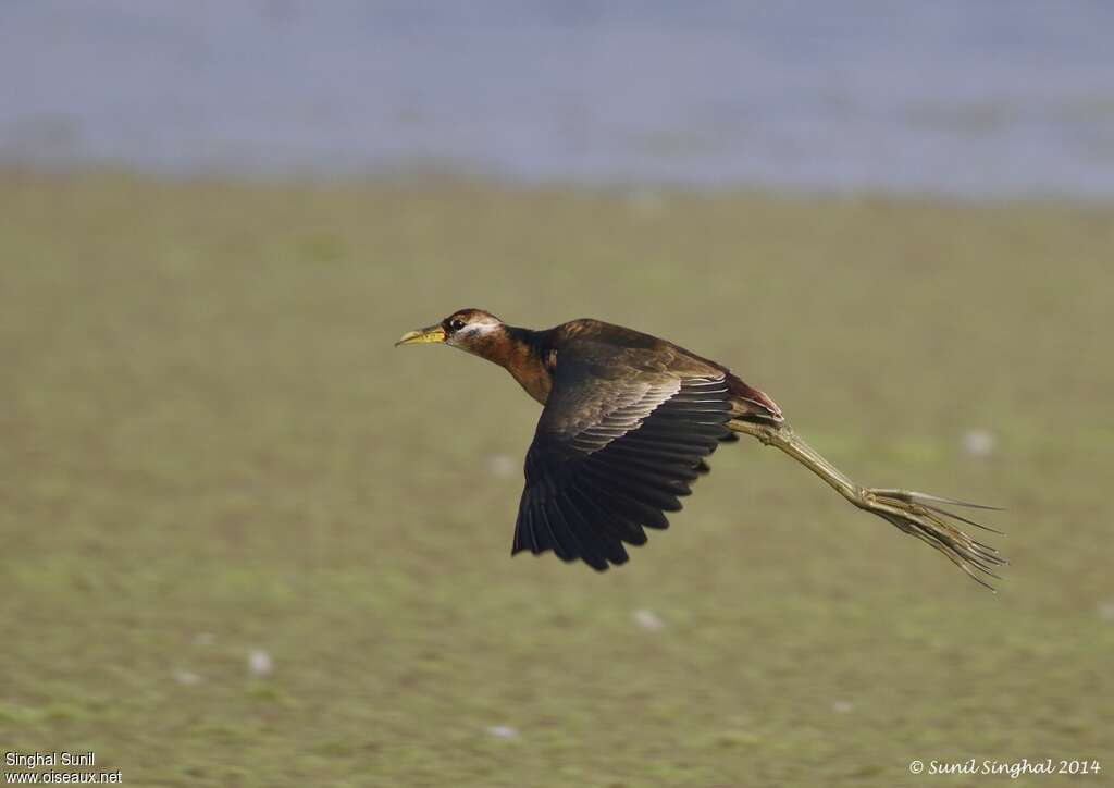 Jacana bronzéadulte, Vol