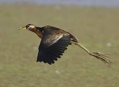 Bronze-winged Jacana