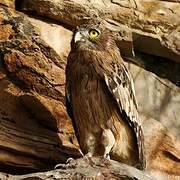 Brown Fish Owl