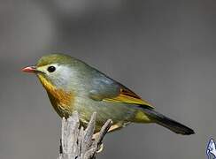 Red-billed Leiothrix