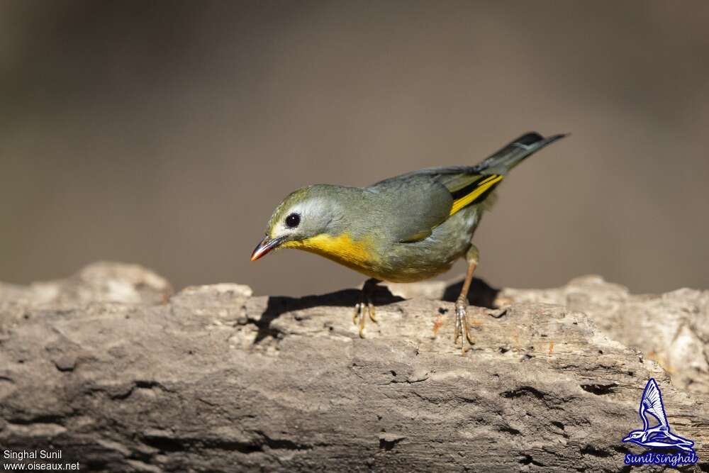 Red-billed Leiothrix female adult, identification