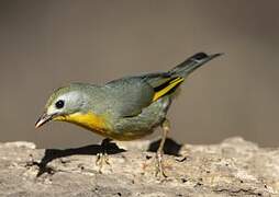 Red-billed Leiothrix