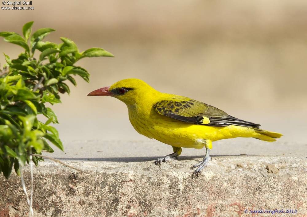 Indian Golden Orioleadult, identification