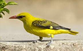 Indian Golden Oriole