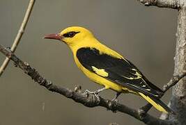 Indian Golden Oriole