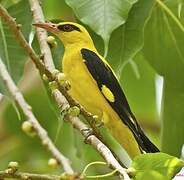 Indian Golden Oriole