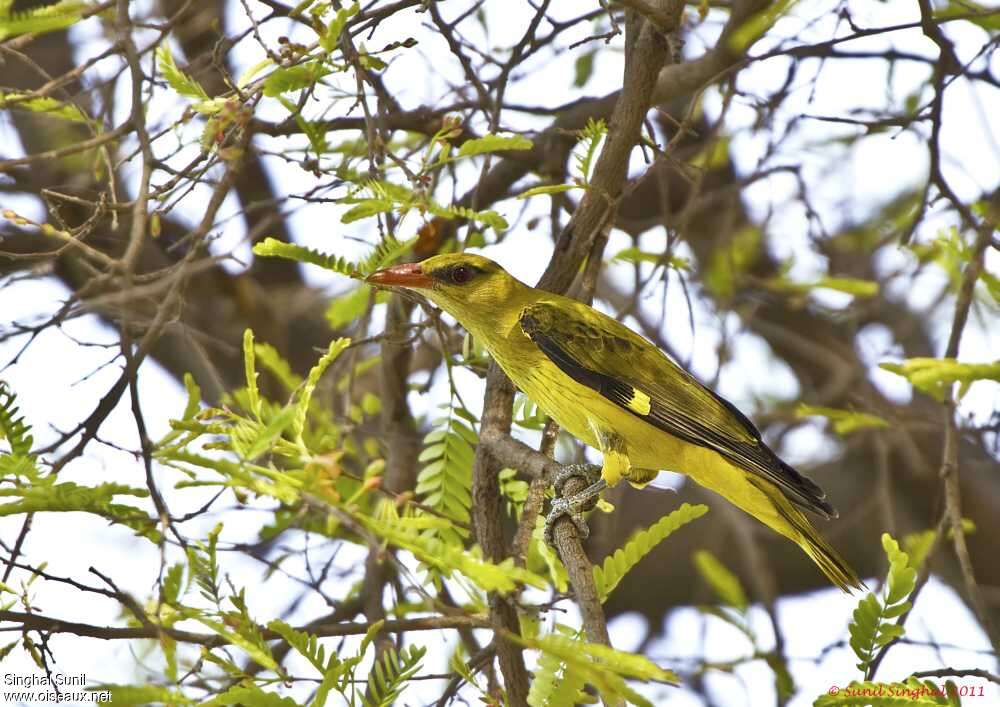 Indian Golden Oriole female adult, identification