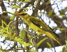 Indian Golden Oriole