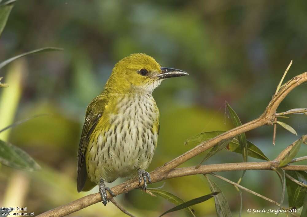 Indian Golden Orioleimmature