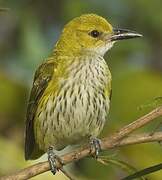 Indian Golden Oriole