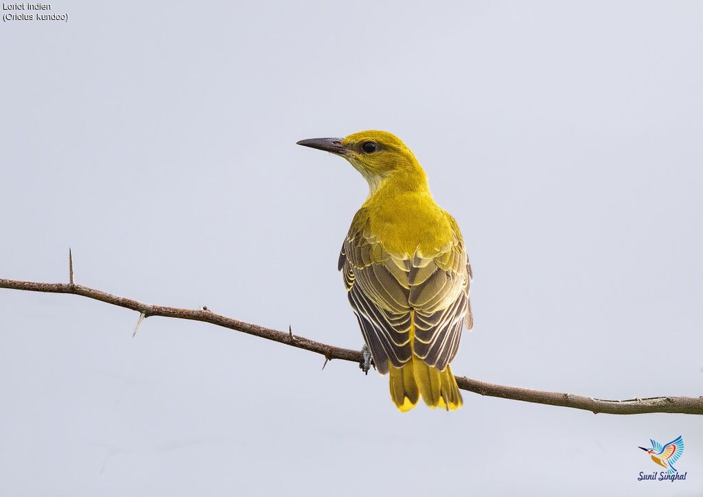 Indian Golden Orioleimmature, identification