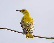 Indian Golden Oriole