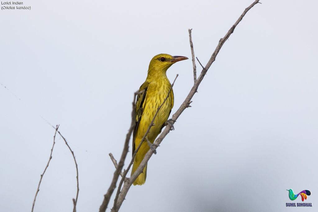 Loriot indienjuvénile, identification