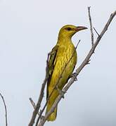 Indian Golden Oriole