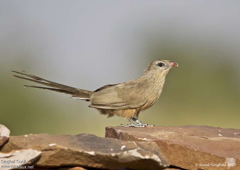 Malcoha sirkiradulte, identification