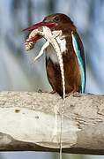 White-throated Kingfisher