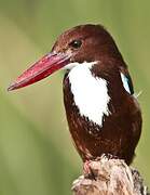 White-throated Kingfisher