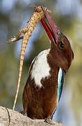 White-throated Kingfisher