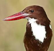 White-throated Kingfisher