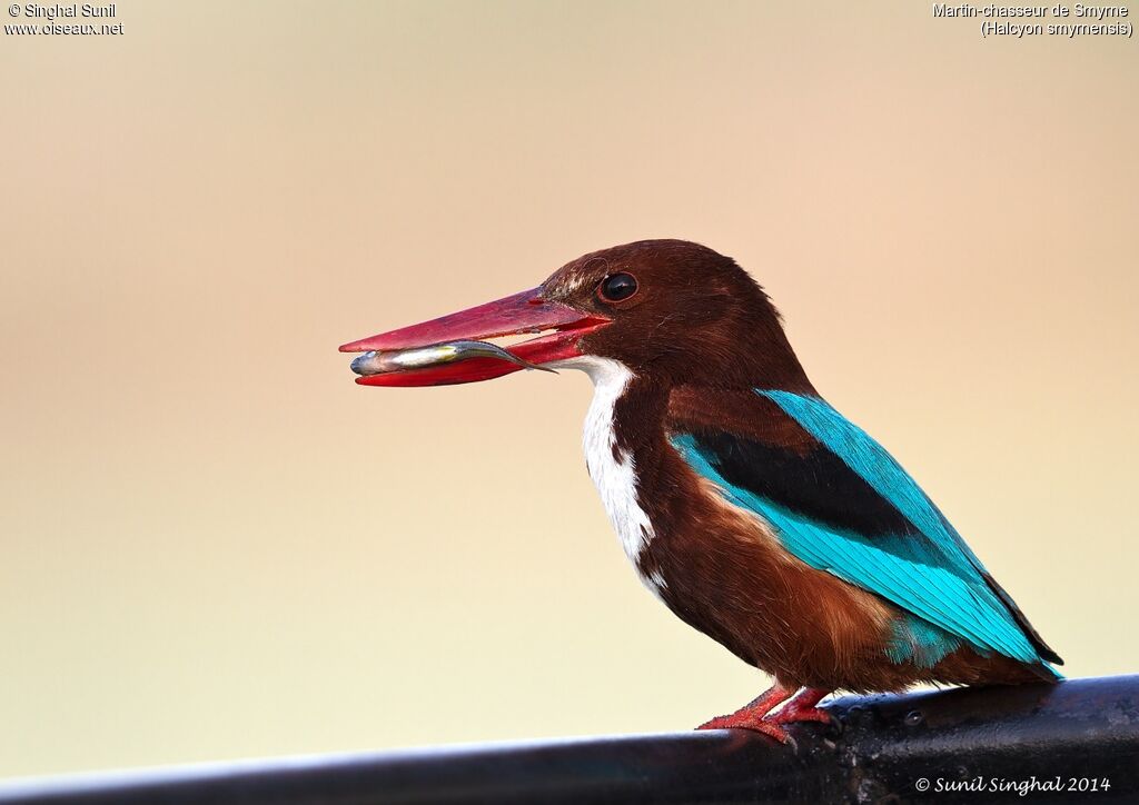 White-throated Kingfisheradult, identification, Behaviour