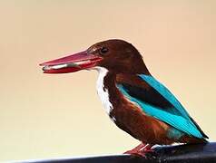 White-throated Kingfisher