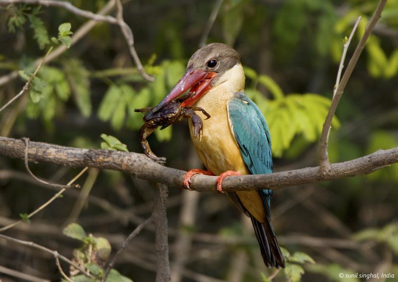 Stork-billed Kingfisher, identification, feeding habits