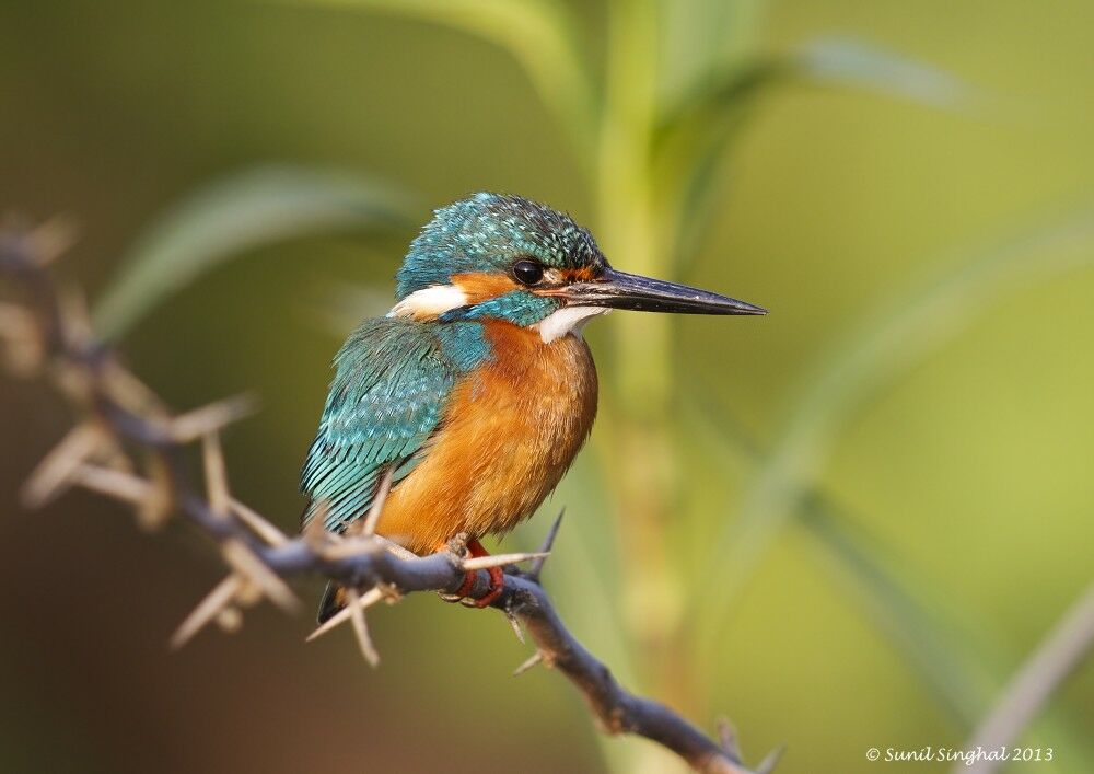 Common Kingfisher