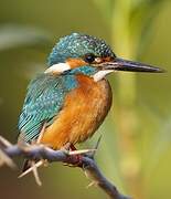 Common Kingfisher