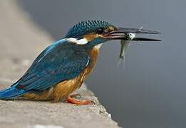 Common Kingfisher