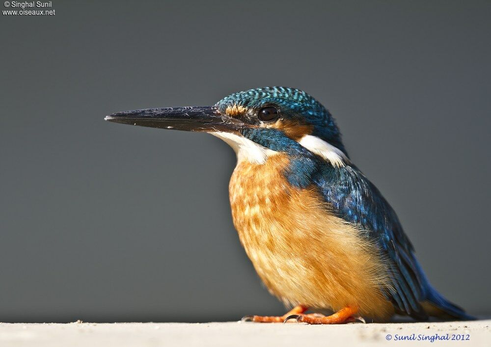 Martin-pêcheur d'Europe