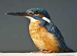 Common Kingfisher