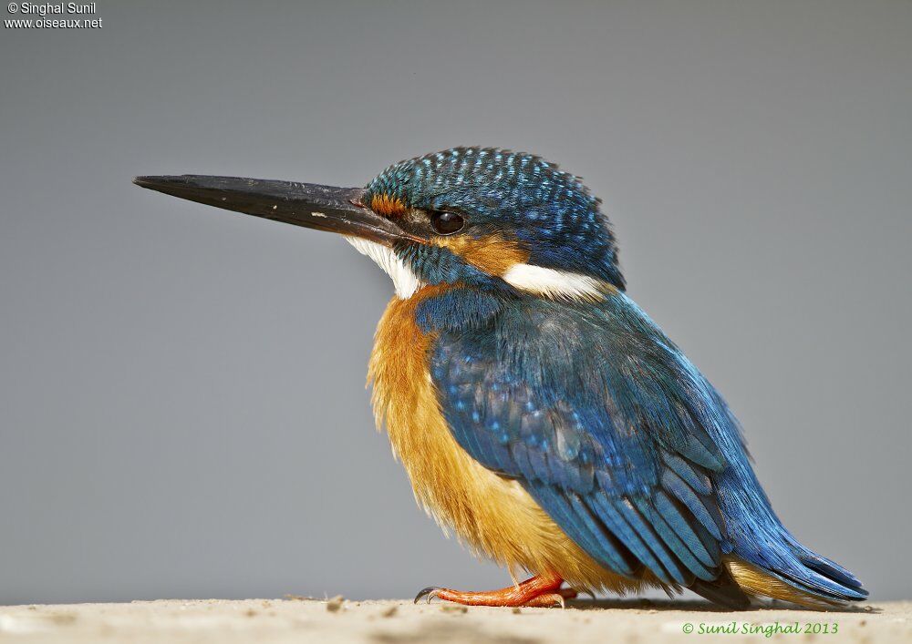 Common Kingfisher