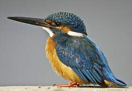 Common Kingfisher