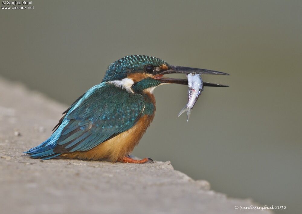 Common Kingfisheradult, identification, Behaviour