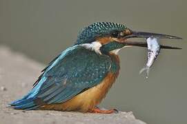 Common Kingfisher