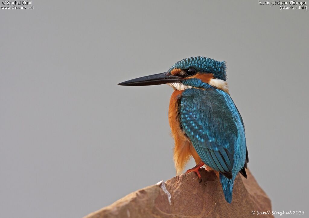 Martin-pêcheur d'Europeadulte, identification